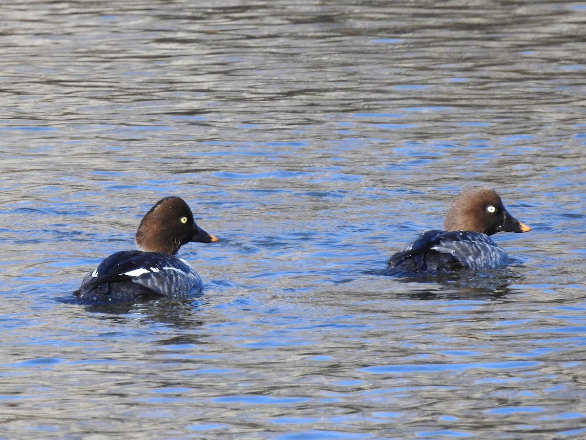 Common Goldeneye - ML507234391