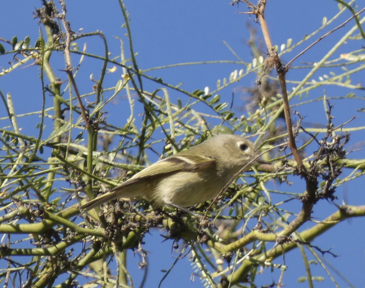 Ruby-crowned Kinglet - ML507234851