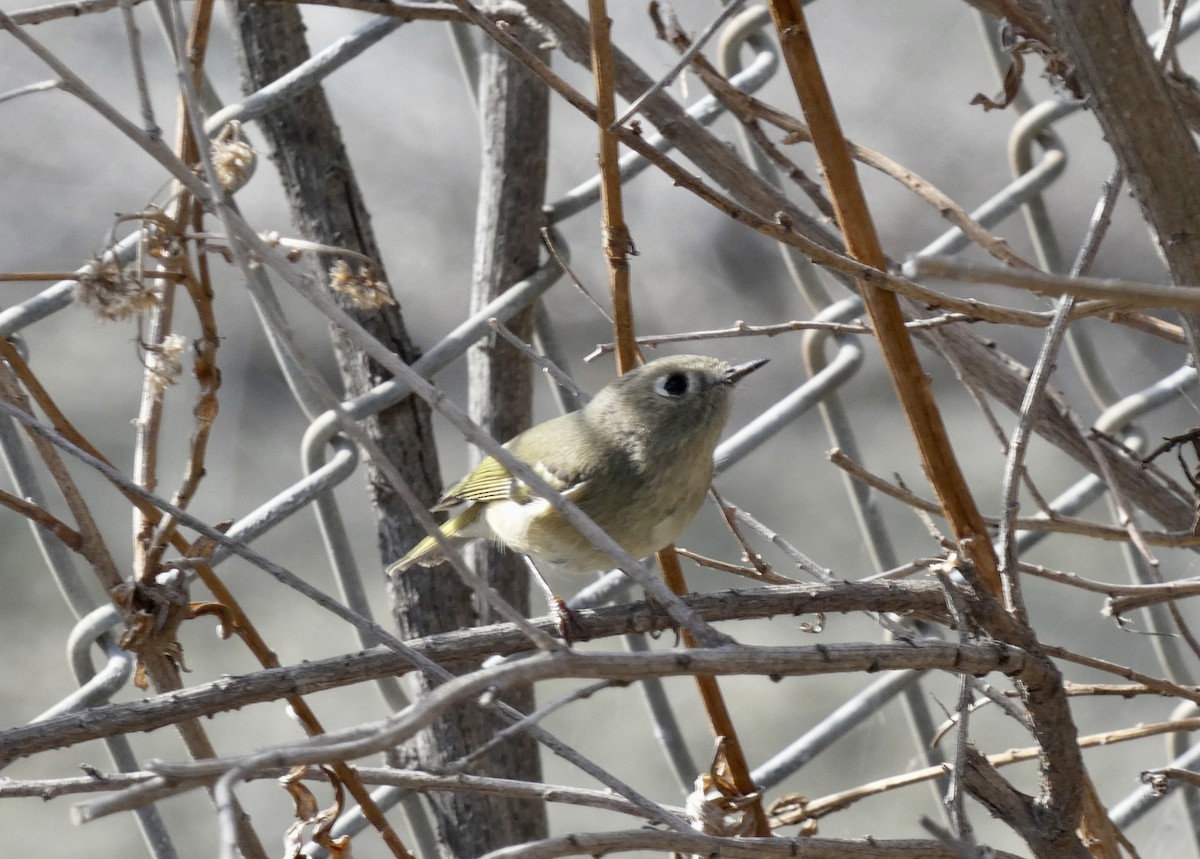 Ruby-crowned Kinglet - ML507234901