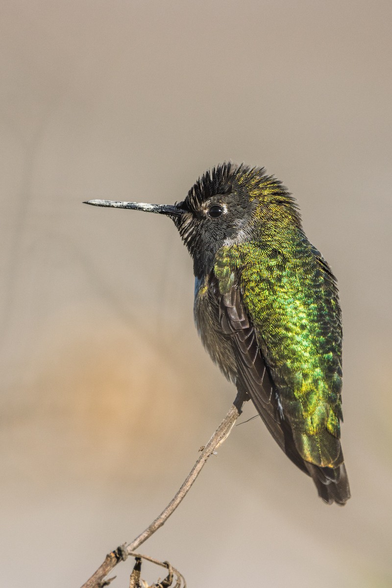 Anna's Hummingbird - Alex Smilor