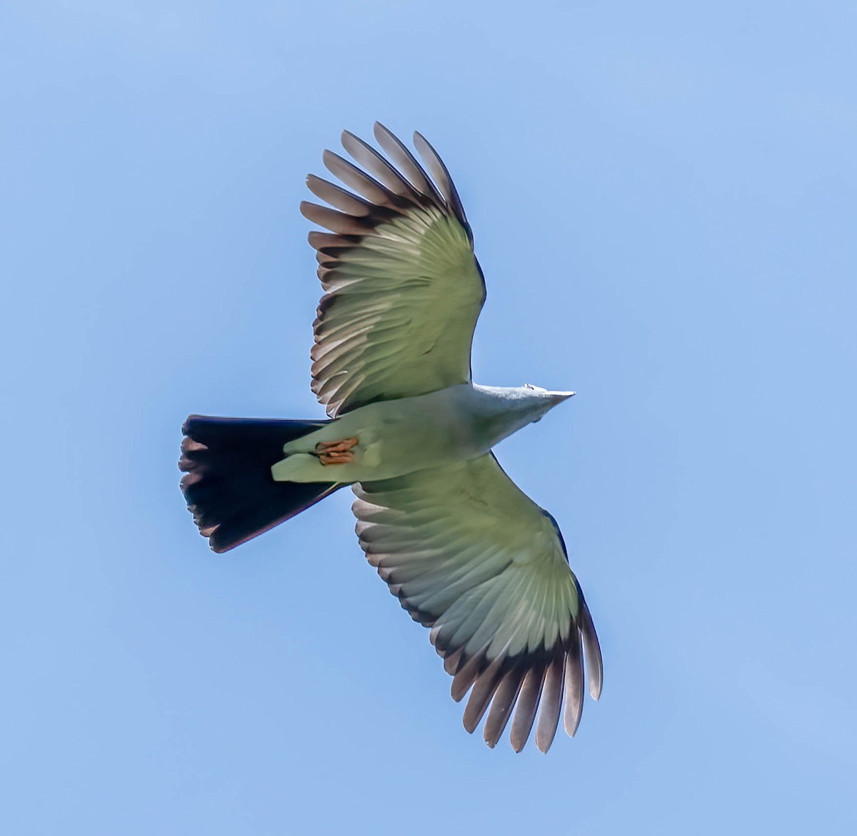 Cuckoo-roller - Kenneth Eyster