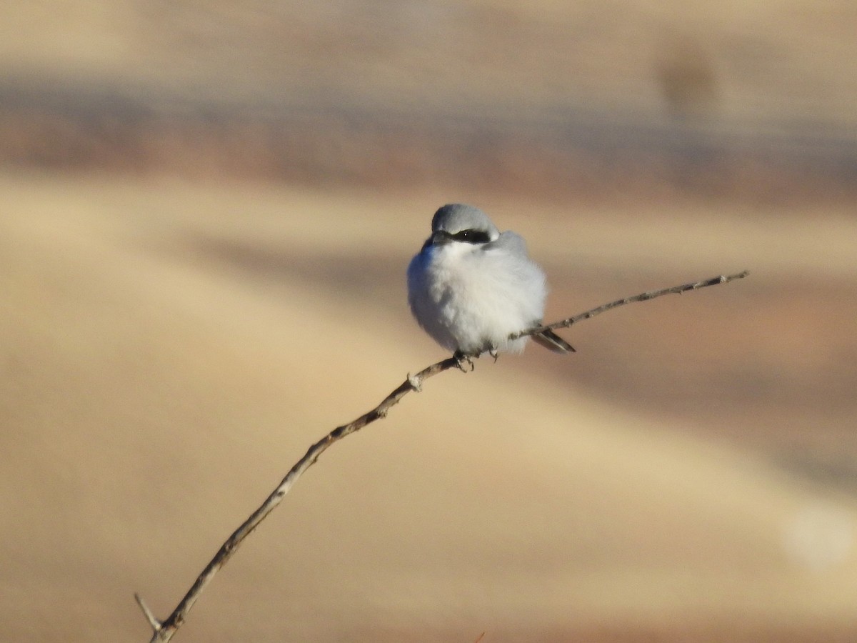 Loggerhead Shrike - ML507240301