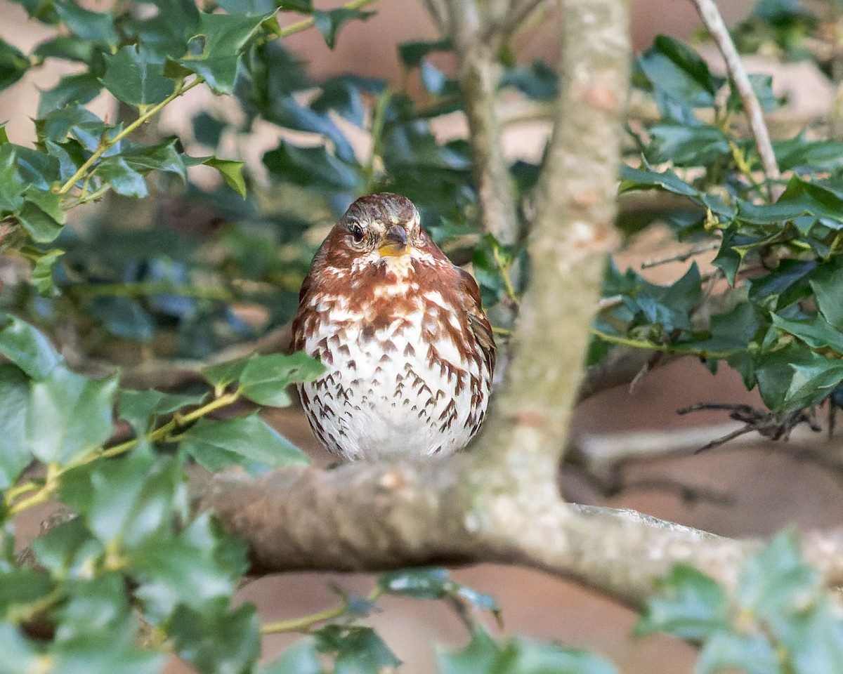 Fox Sparrow (Red) - ML507240571