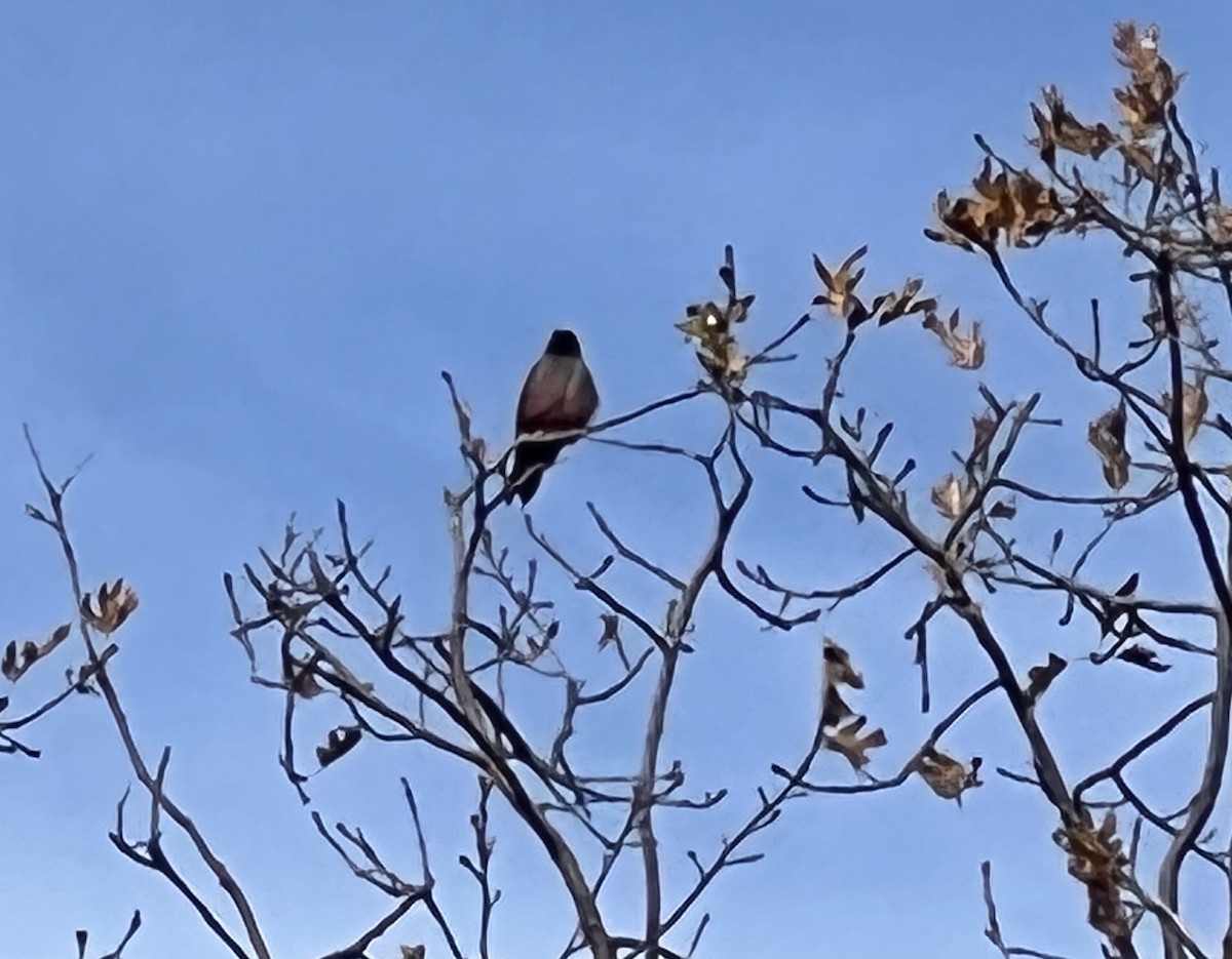 Lewis's Woodpecker - ML507240791