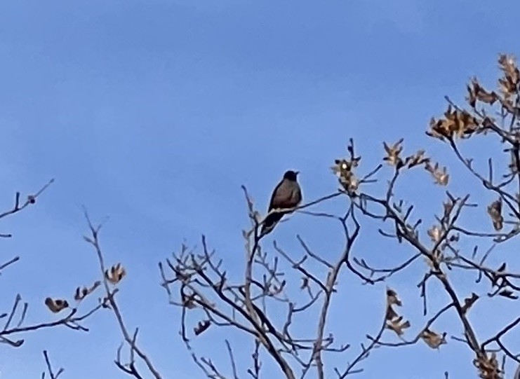 Lewis's Woodpecker - ML507240841
