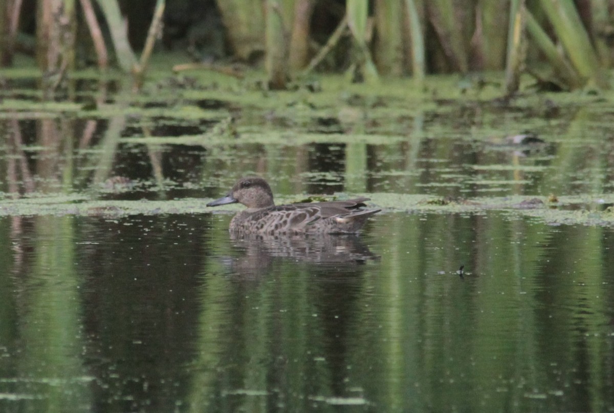 Green-winged Teal - Tom Smith