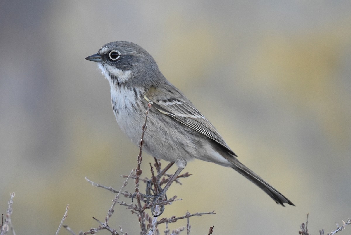Bell's Sparrow (canescens) - Naresh Satyan