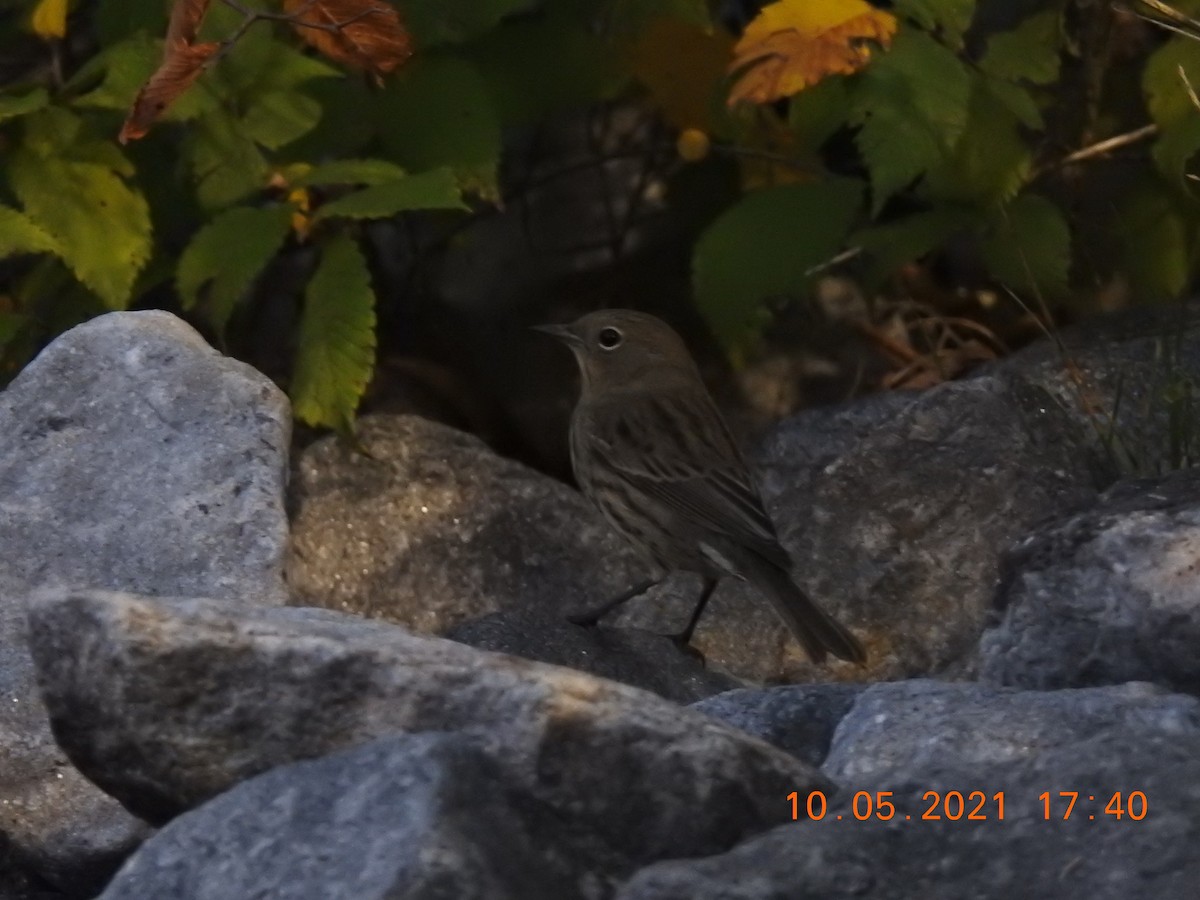 Kirtland's Warbler - ML507243961