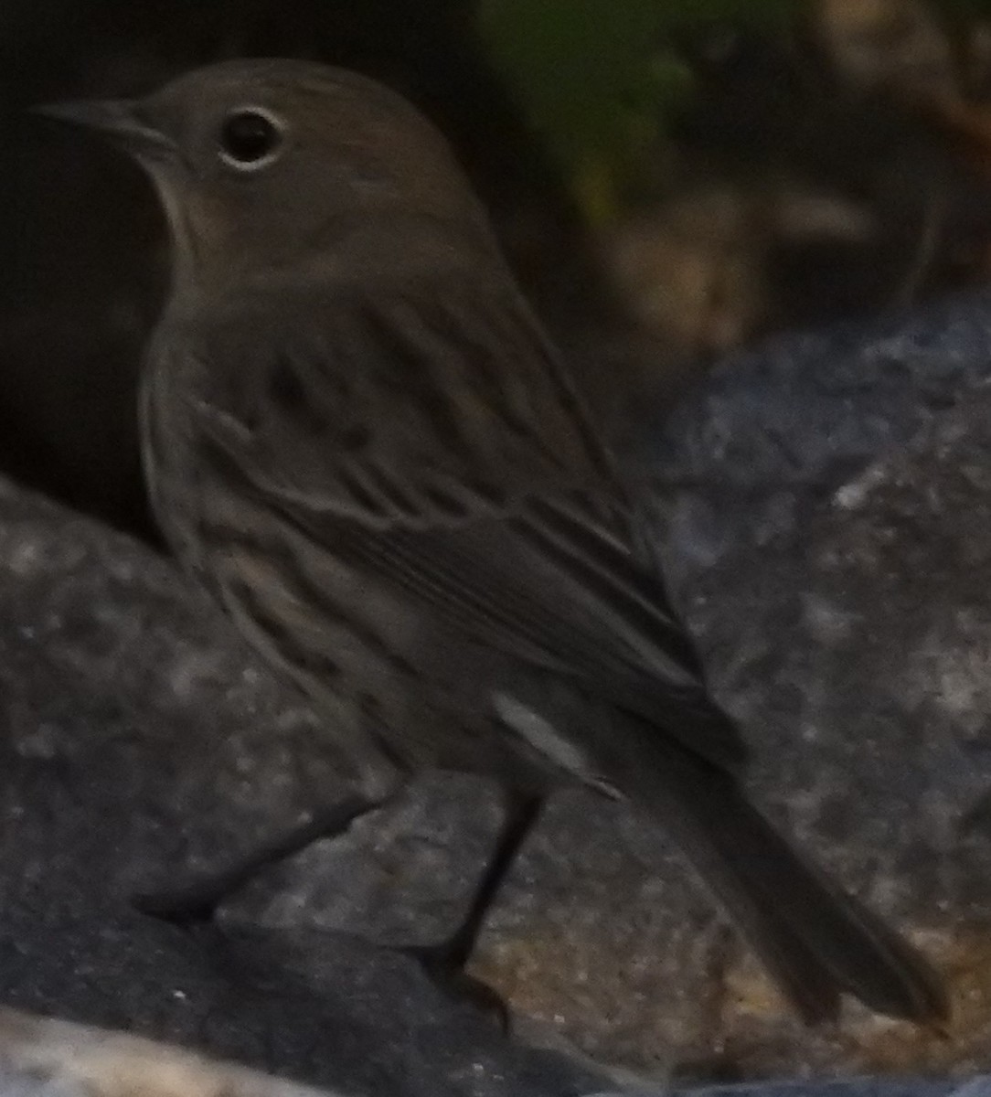 Kirtland's Warbler - ML507244291