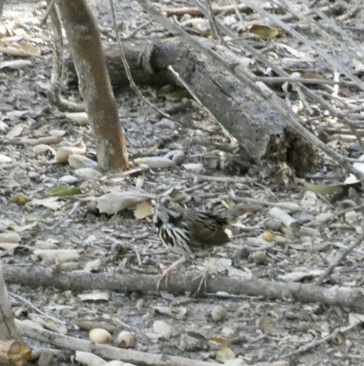 Song Sparrow - ML507244341