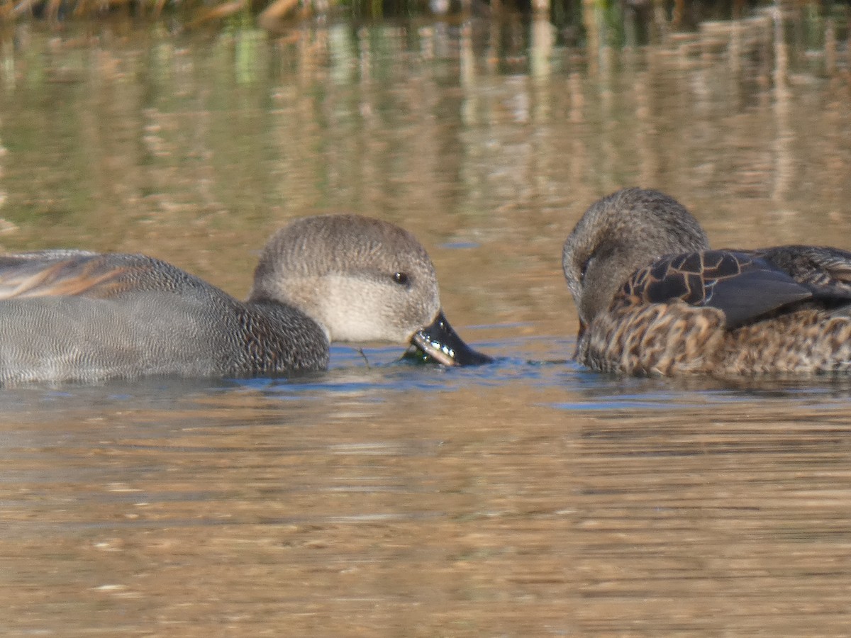 Gadwall - ML507244521