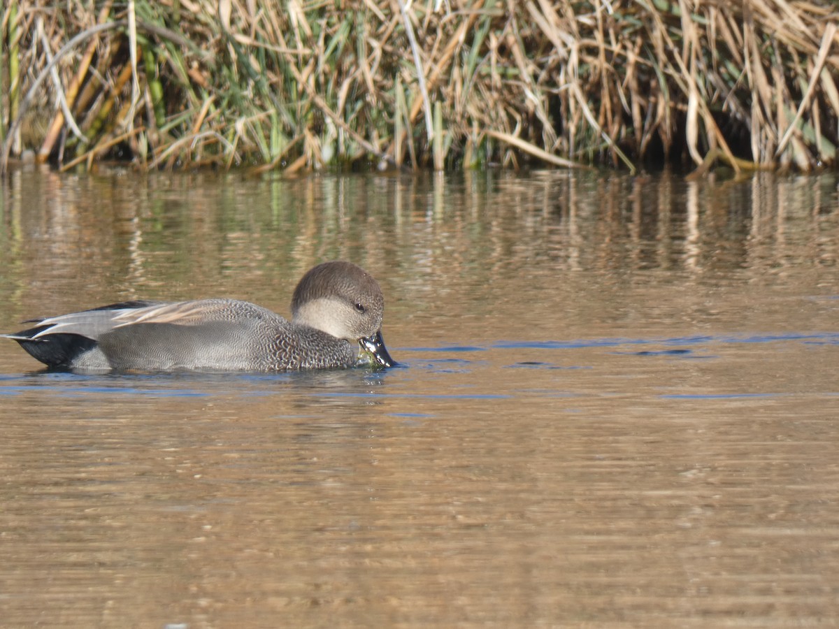 Gadwall - ML507244591