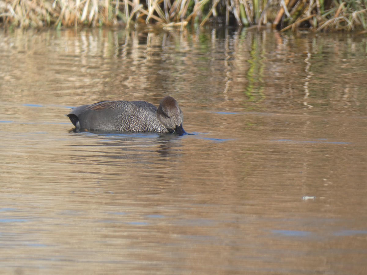 Gadwall - ML507244681