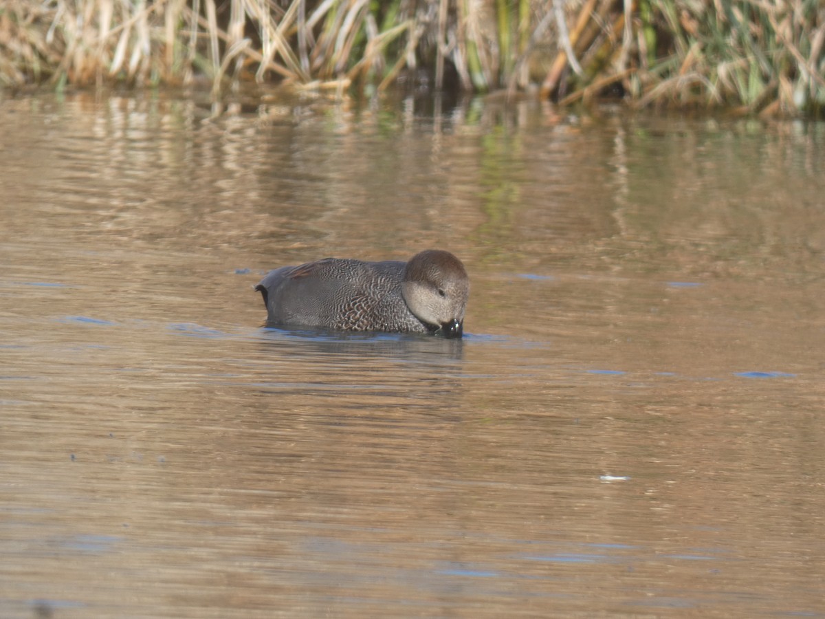 Gadwall - ML507244701