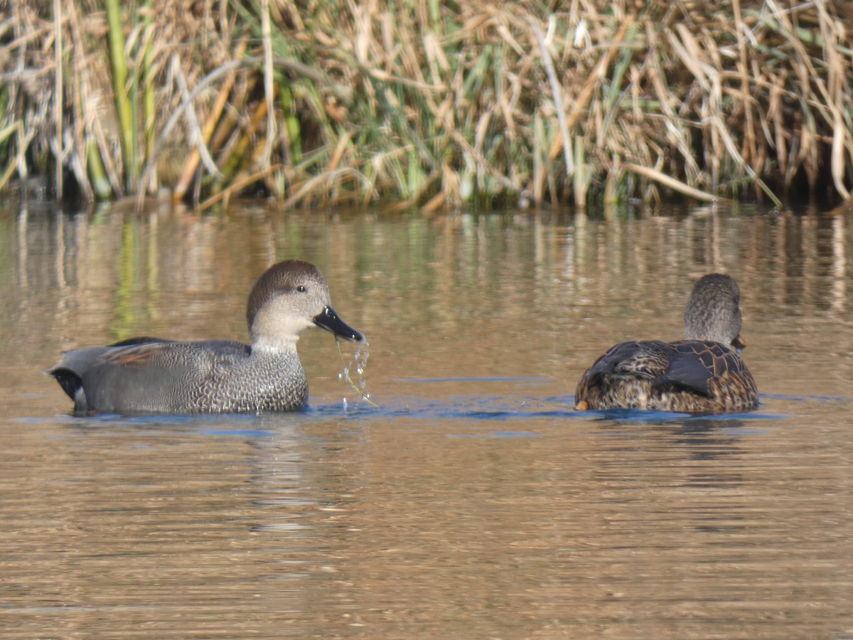 Gadwall - ML507244791