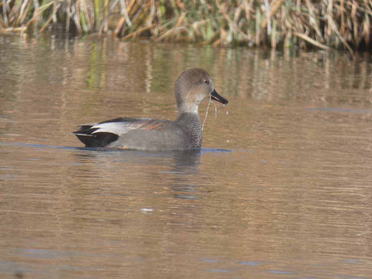 Gadwall - ML507244811