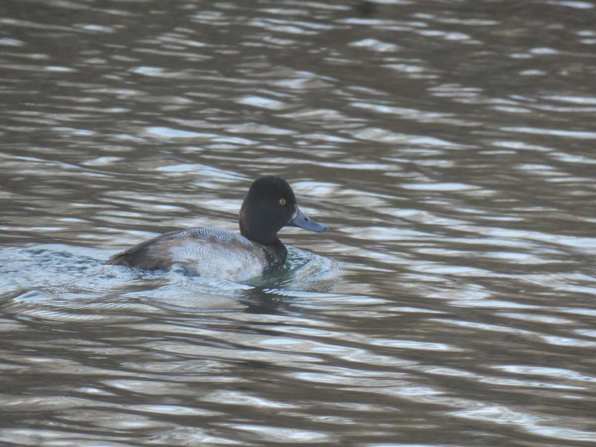 Lesser Scaup - ML507247911