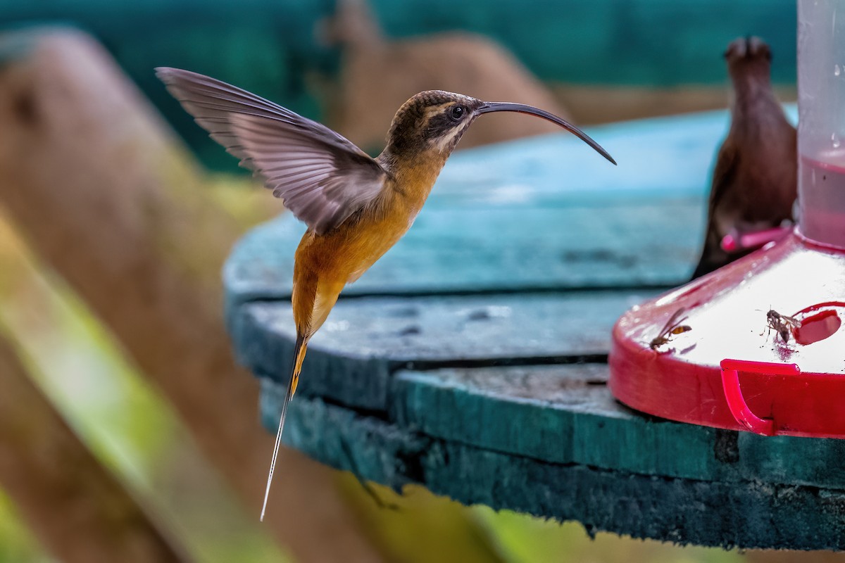 Tawny-bellied Hermit - ML507248061