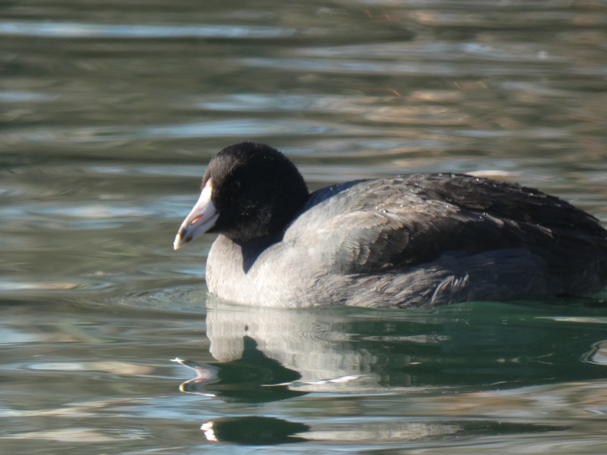 American Coot (Red-shielded) - ML507248501