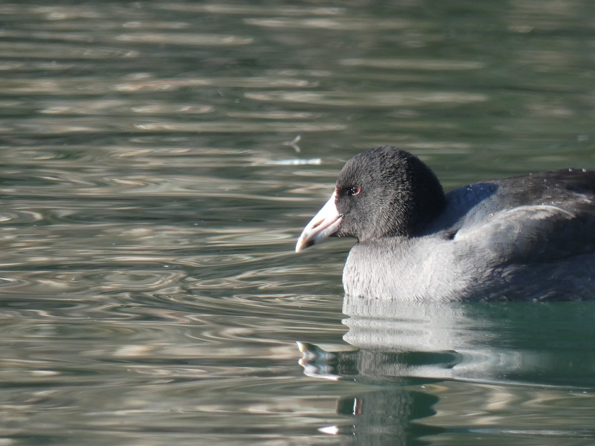 American Coot (Red-shielded) - ML507248531