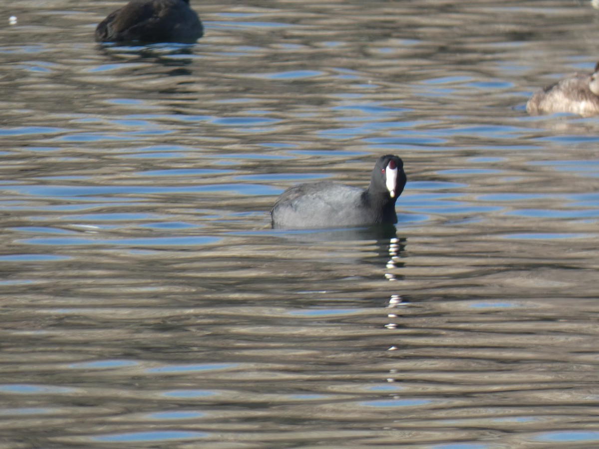 American Coot (Red-shielded) - ML507248541