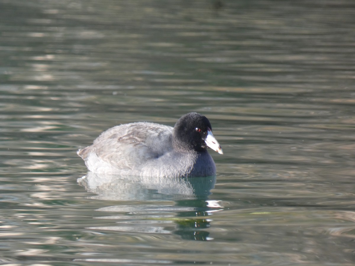 American Coot (Red-shielded) - ML507248571