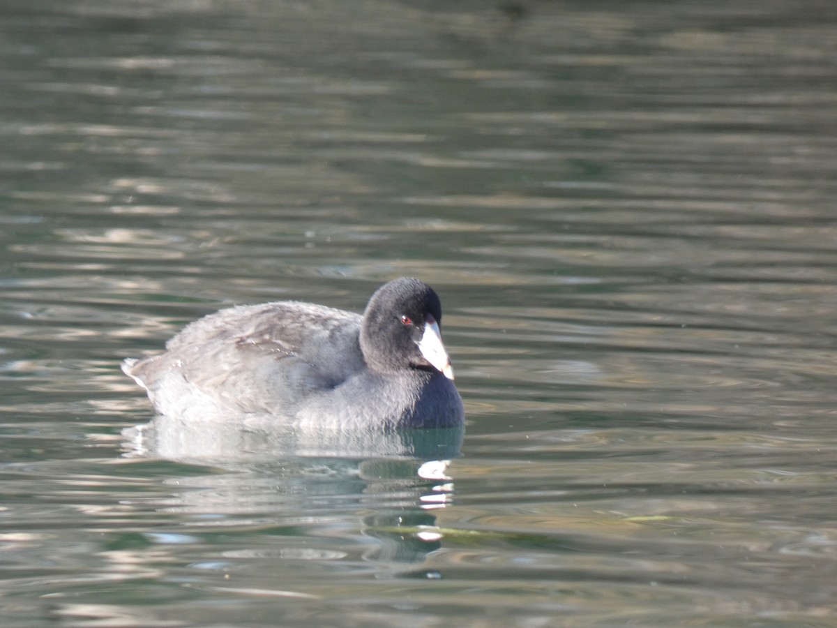 American Coot (Red-shielded) - ML507248591