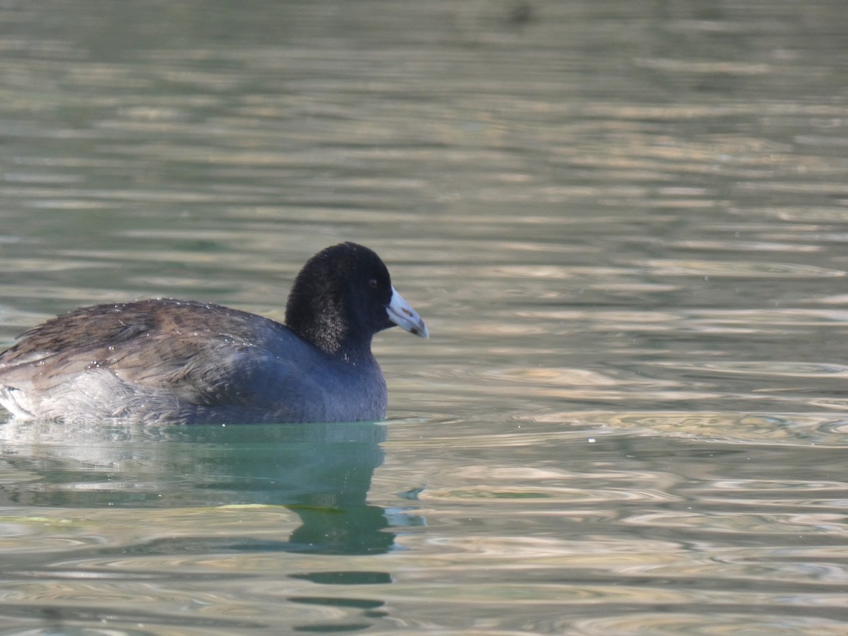 American Coot (Red-shielded) - ML507248641