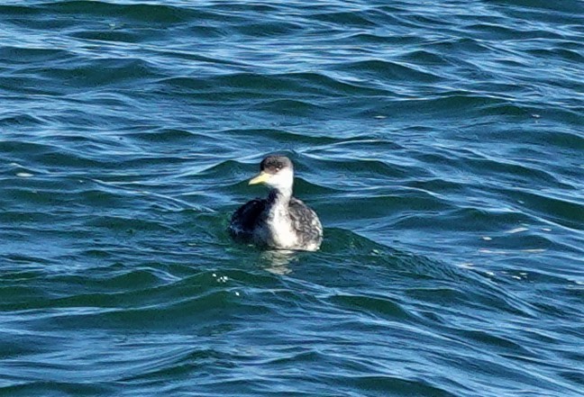 Red-necked Grebe - ML507248691