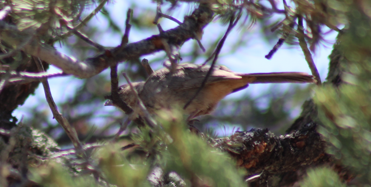 Canyon Towhee - ML507249461