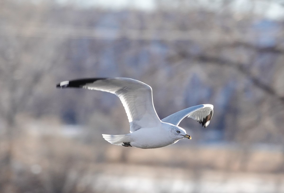 Ring-billed Gull - ML507249731