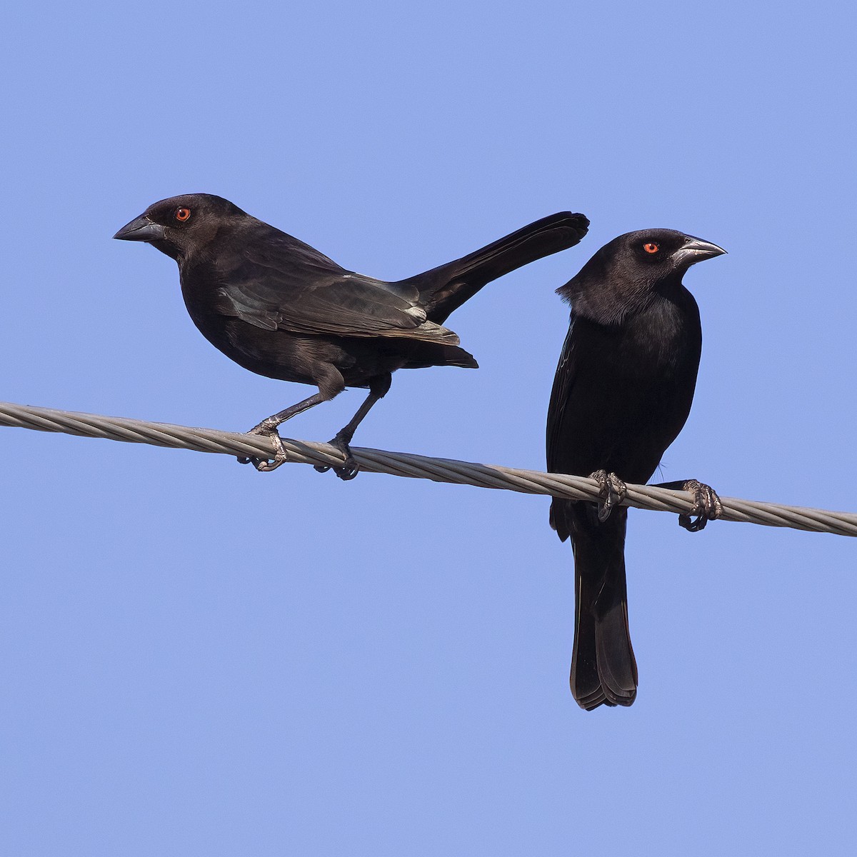 Bronzed Cowbird - ML507250541