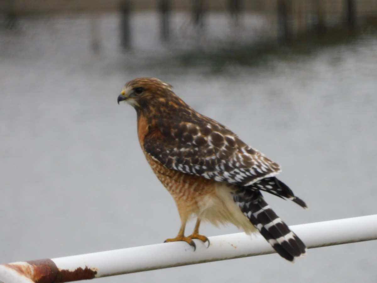 Red-shouldered Hawk - ML507252141