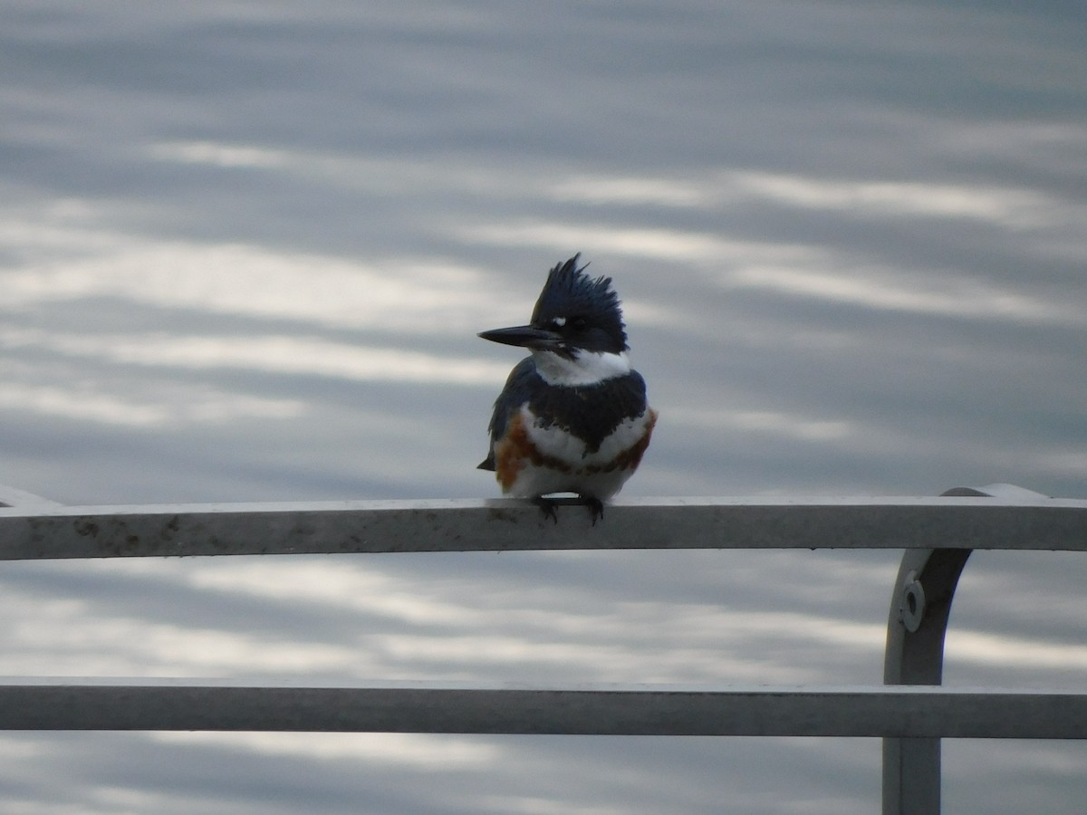 Belted Kingfisher - ML507252531