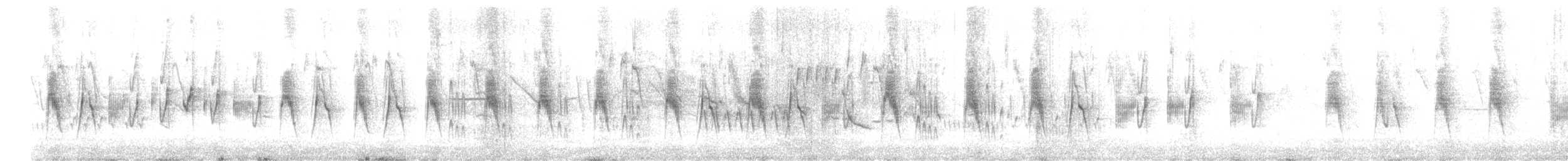 Weißbauch-Dickichtschlüpfer - ML507252761