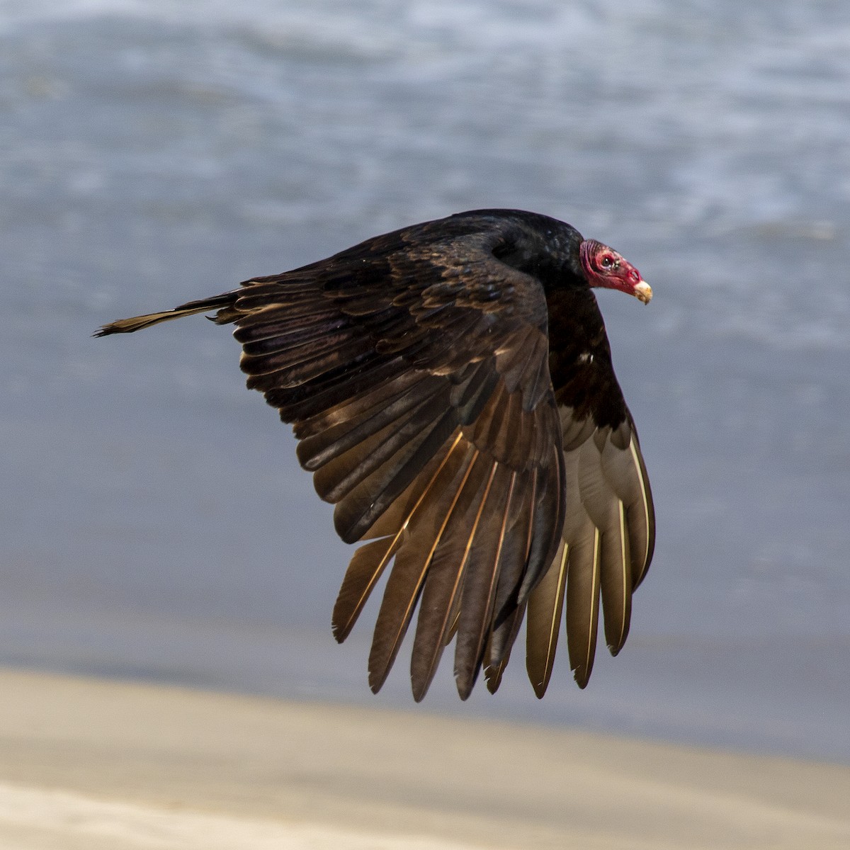 Turkey Vulture - ML507252881