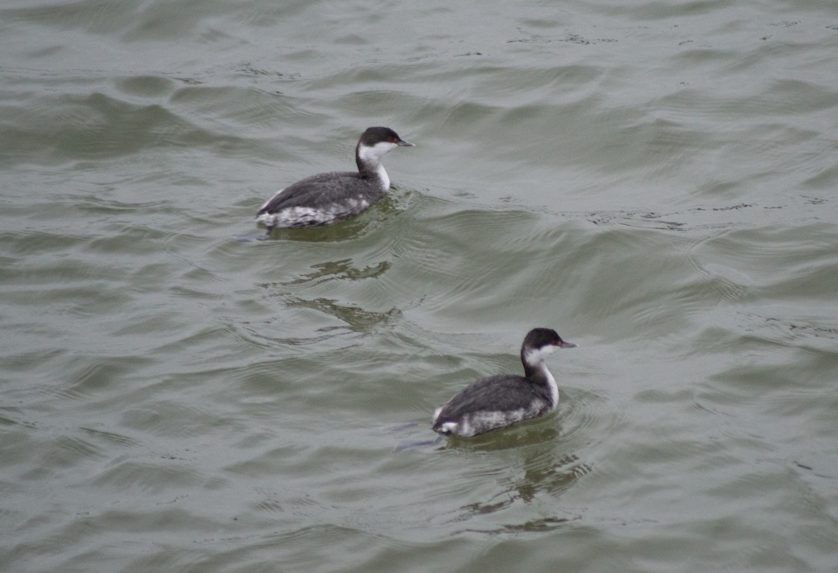 Horned Grebe - ML507253581