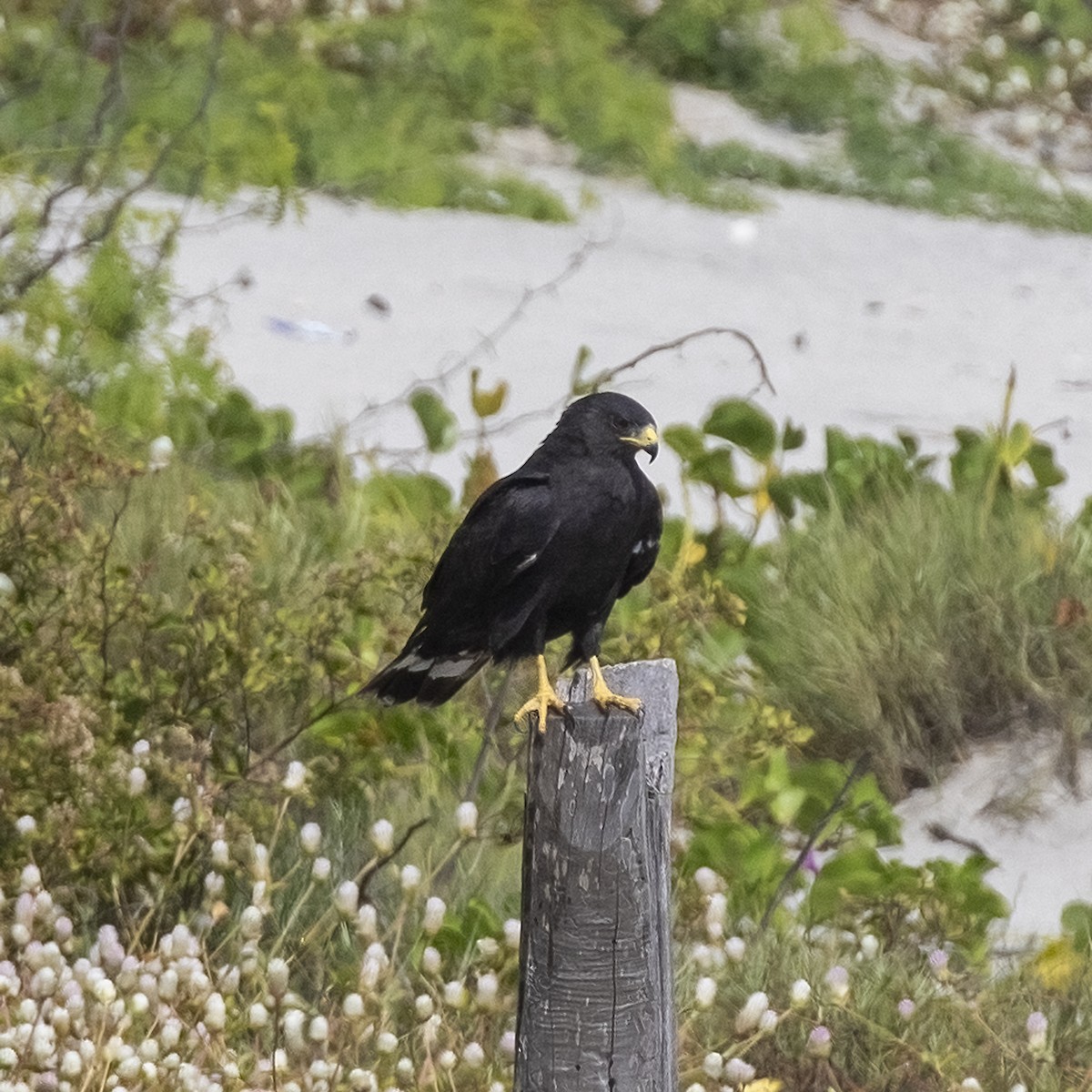 Common Black Hawk - ML507254221