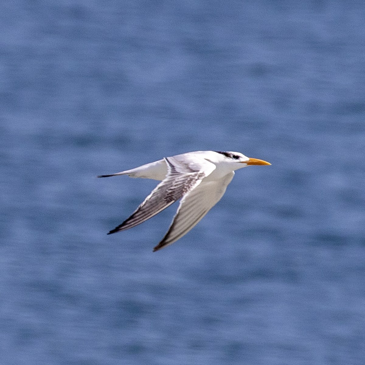 Royal Tern - ML507254511