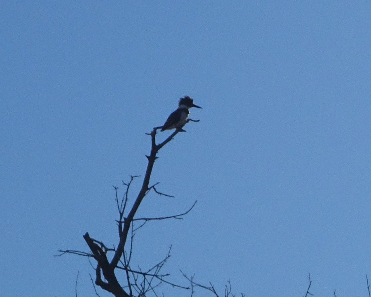 Belted Kingfisher - ML507255961