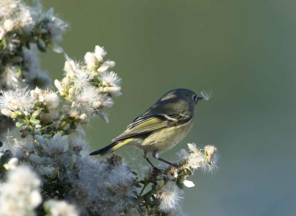 Ruby-crowned Kinglet - ML507257251