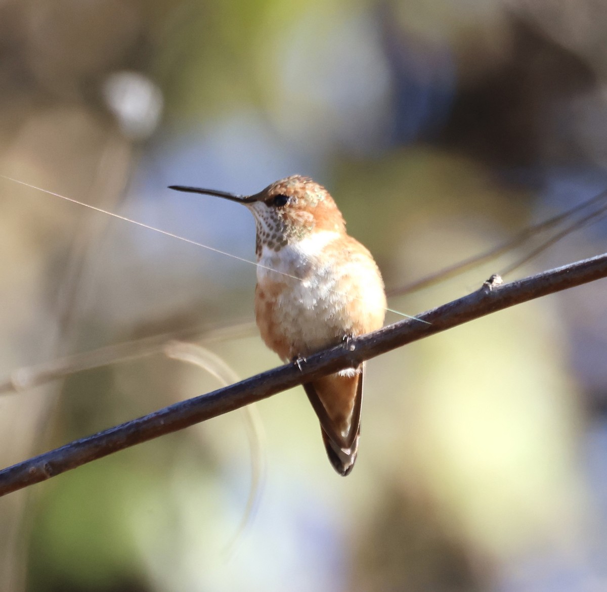 Rufous Hummingbird - Cheryl Rosenfeld