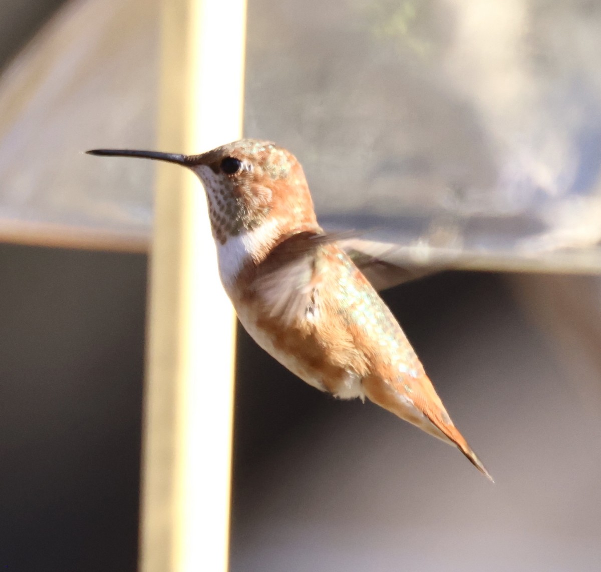 Rufous Hummingbird - ML507258001