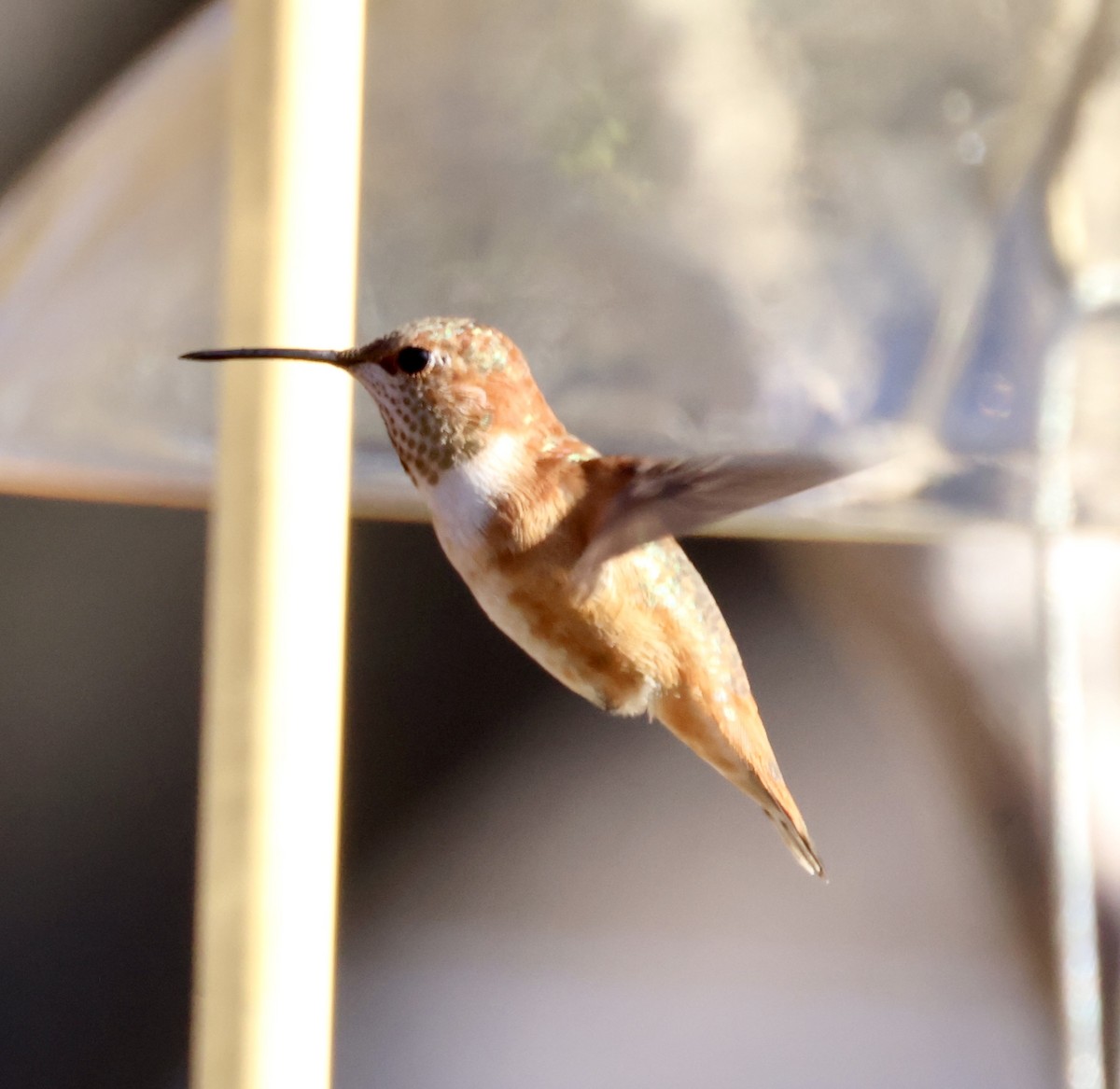 Rufous Hummingbird - ML507258081