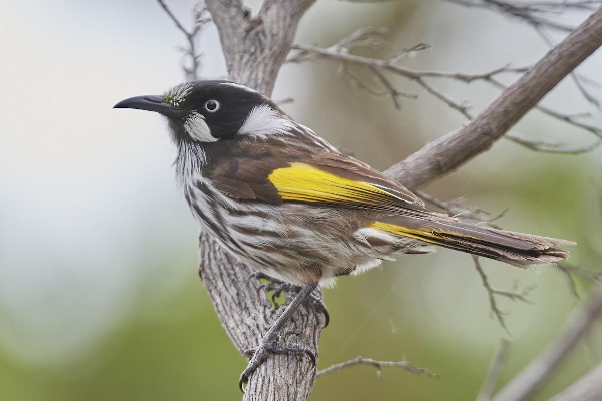 New Holland Honeyeater - ML507258331