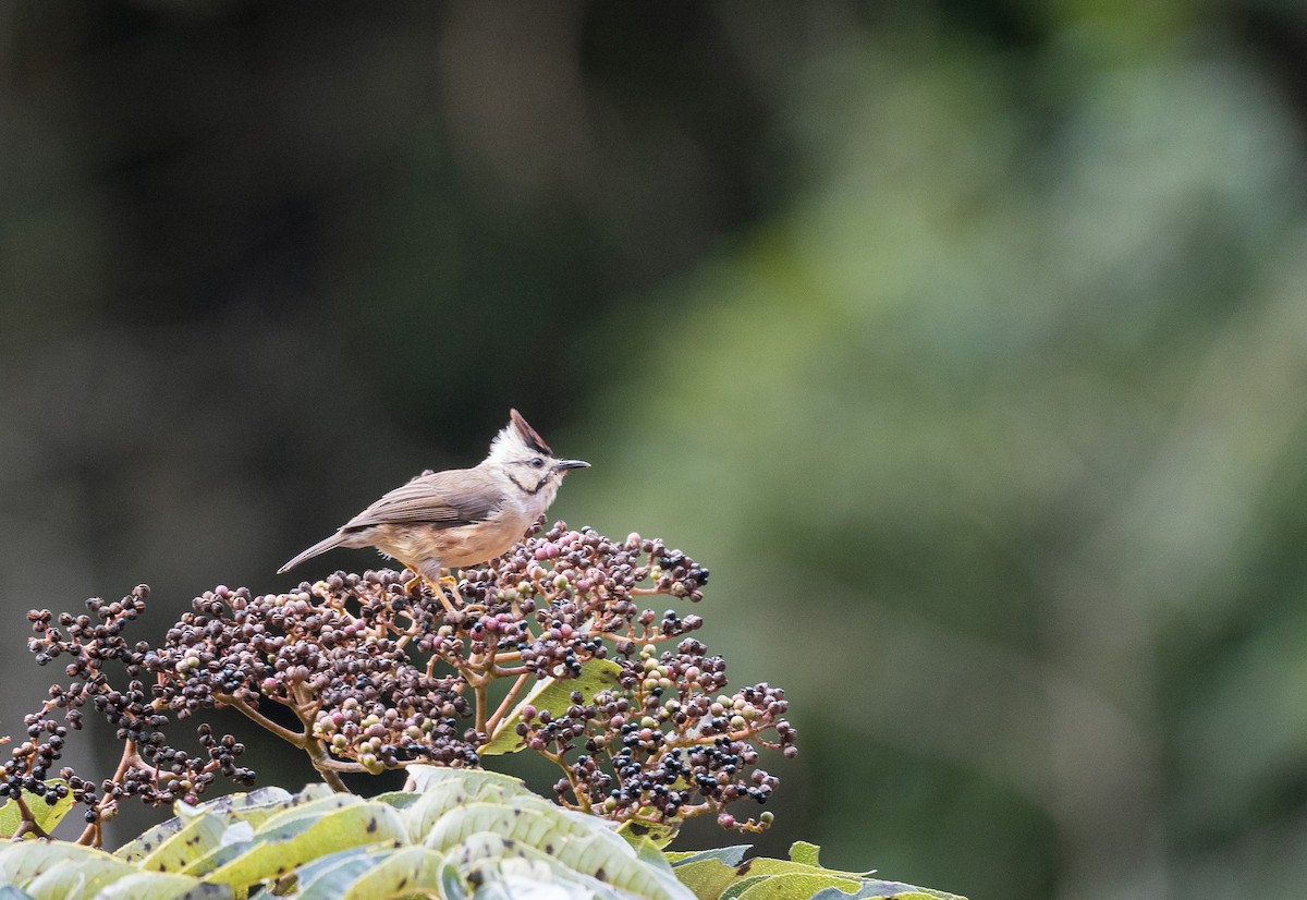 Taiwan Yuhina - Johnny Yao