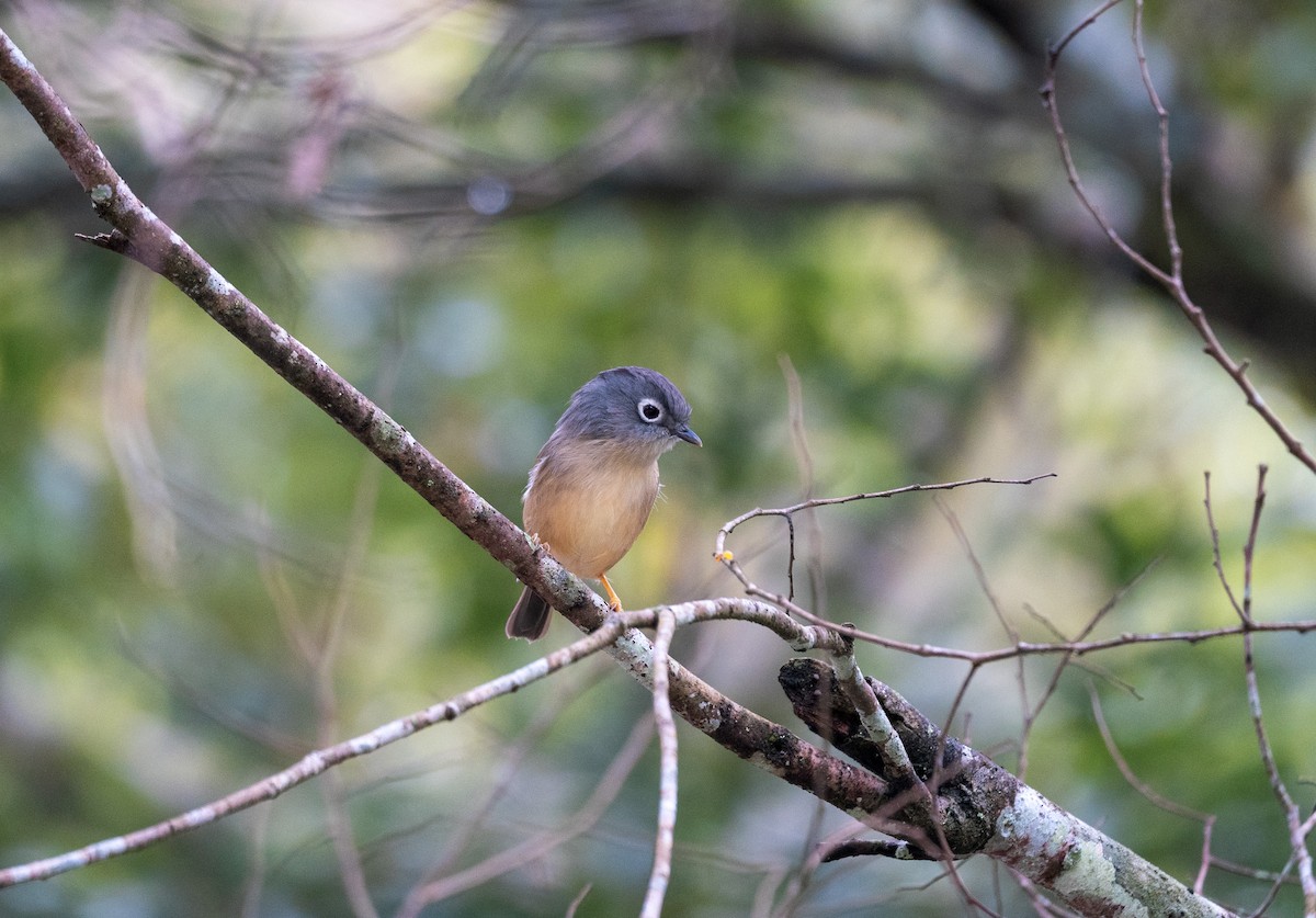 Morrison's Fulvetta - Johnny Yao