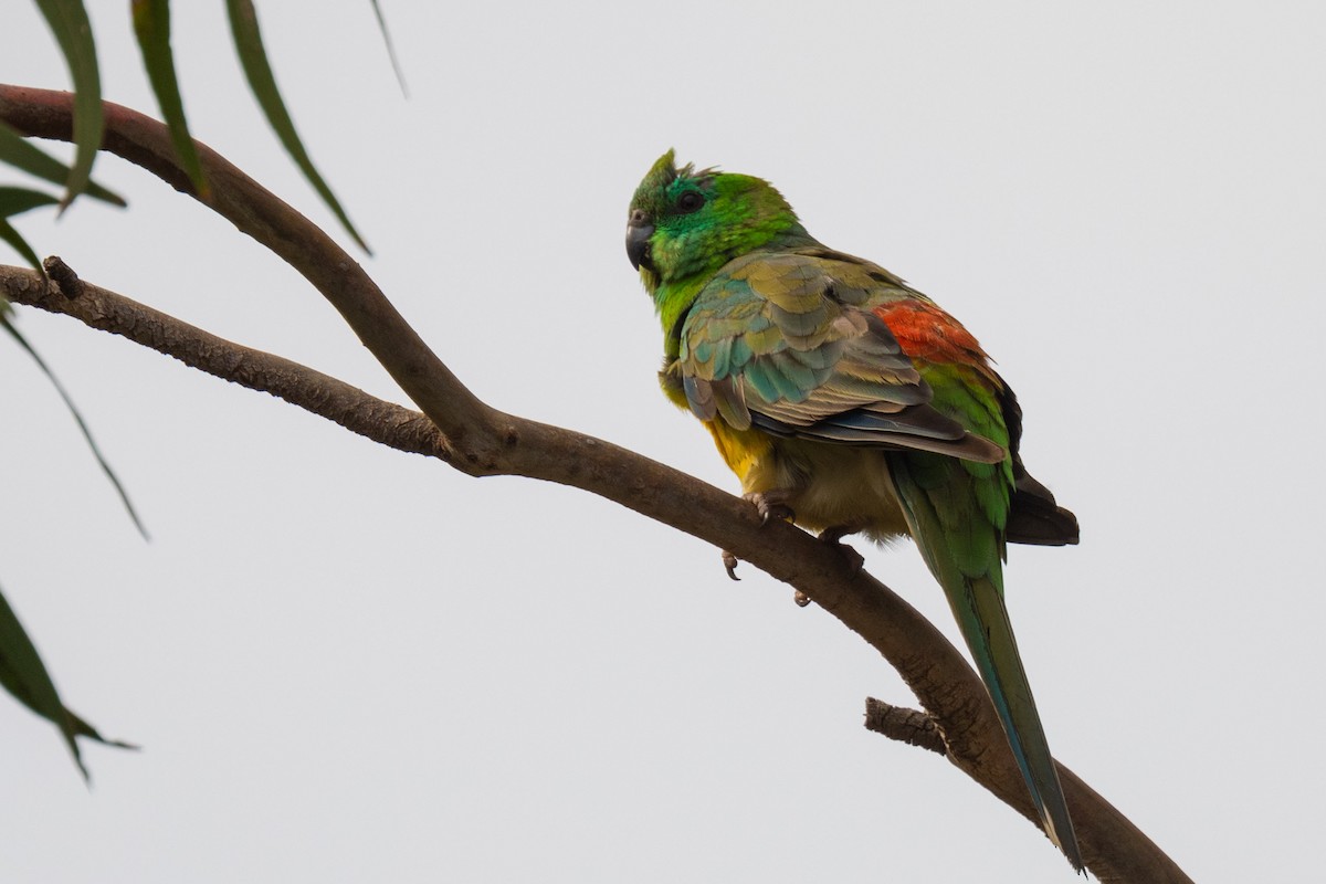 Red-rumped Parrot - ML507258451