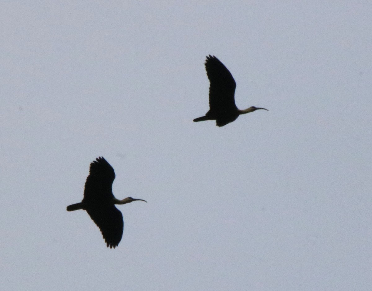 ibis tmavý - ML507258991