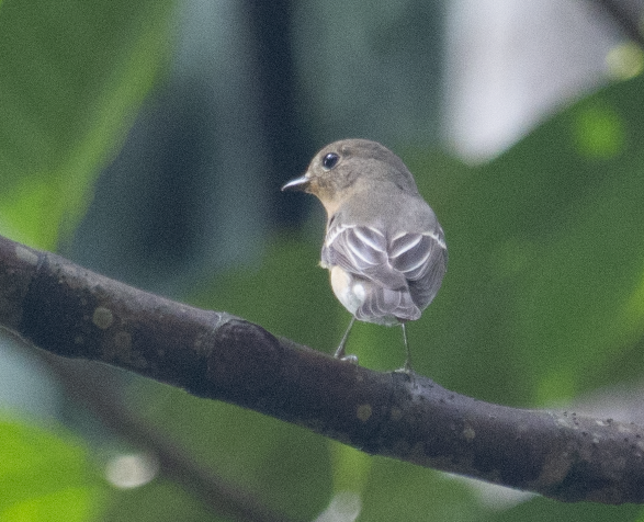 ムギマキ - ML507259171